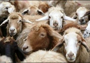 عکس نوشت| سارقان احشام در اصفهان با ۸۰ راس دام مسروقه دستگیر شدند