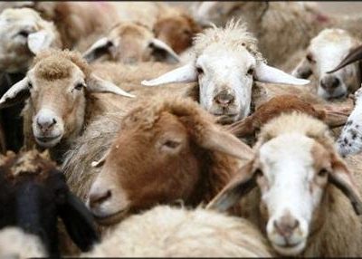 عکس نوشت| سارقان احشام در اصفهان با ۸۰ راس دام مسروقه دستگیر شدند