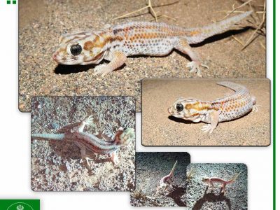 ثبت تصویر از گونه ای خزنده در خارو و کوه بزرگی