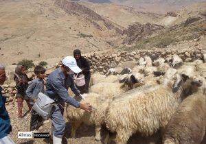 تصاویر| واکسیناسیون ۴۴ هزار راس دام روستایی و عشایر در اردوی جهادی