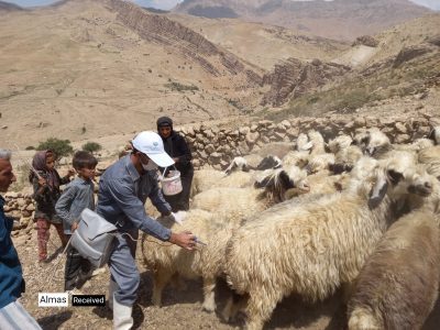 تصاویر| واکسیناسیون ۴۴ هزار راس دام روستایی و عشایر در اردوی جهادی