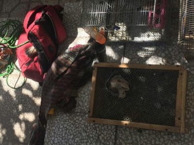 دستگیری متخلفین زنده گیری پرندگان وحشی در شهرستان فریدونشهر