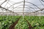 توسعه کشت‌ گلخانه‌ای از اقدامات دولت در بخش کشاورزی است