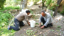 برداشت گردو در شهرستان کاشان