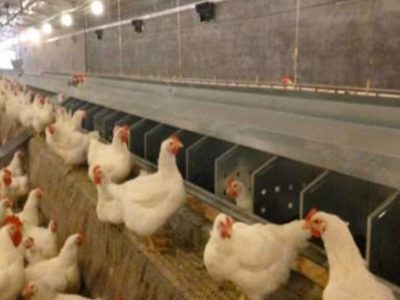 عکس نوشت| ۴۸ ماه بدون گزارشی از آنفلوآنزا فوق حاد پرندگان در اصفهان