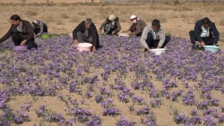 افزایش ۳۰ درصدی سطح زیر کشت زعفران در بادرود اصفهان