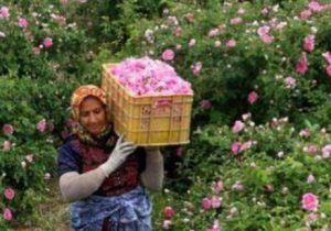 پیش‌بینی برداشت ۱۲ هزار تن گل محمدی در اصفهان