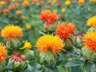 عکس نوشت‌| پیش‌بینی برداشت ۷۵۰ تن گل گلرنگ از مزارع استان اصفهان