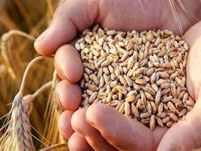 میزان خرید تضمینی ۶۷هزار ۲۸۹تن گندم بصورت تضمینی در سطح استان