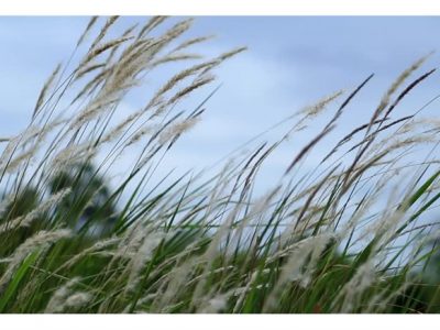 پیش بینی وزش باد نسبتا شدید تا شدید برای برخی نقاط استان اصفهان