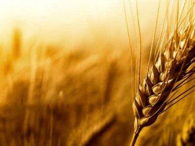 ۵۵۶ روستای استان اصفهان دارای اقلام مشمول زکات هستند