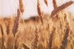خرید ۷۵هزار ۱۰۱ تن گندم در استان اصفهان تا ۵مرداد