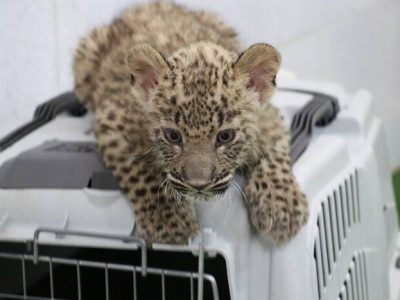 انتقال توله پلنگ به مرکز بازپروری و تیمار حیات وحش استان اصفهان