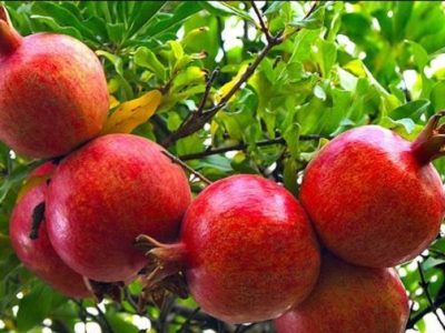 پیش بینی برداشت ۹۲هزار ۸۰۰ تن محصول انار استان اصفهان