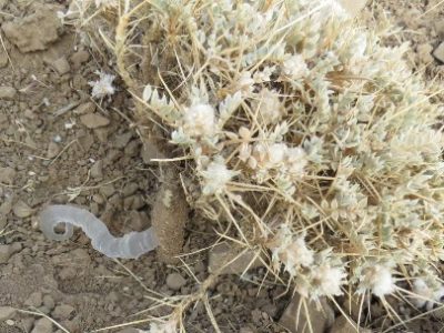 برداشت سالانه ۱۰۰ تن کتیرا در اصفهان