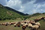 ۶/۲ میلیون هکتار وسعت مراتع استان/ ۱/۵ میلیون واحد دامی مجاز در اصفهان