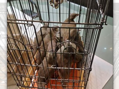 برخورد قانونی با متخلف زنده گیری پرندگان وحشی در شهرضا