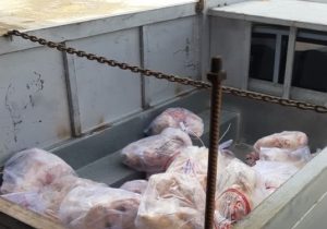 کشف نیم تُن گوشت مرغ منجمد