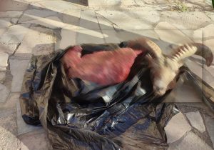 شناسایی و برخورد قضایی با ۳ نفر متخلف شکار قوچ وحشی در اردستان