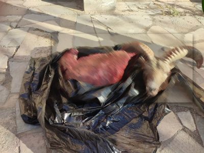 شناسایی و برخورد قضایی با ۳ نفر متخلف شکار قوچ وحشی در اردستان