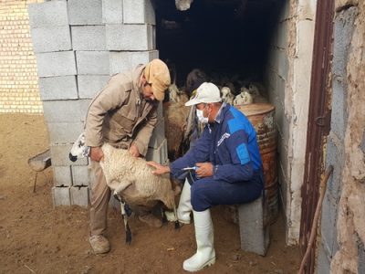 ارائه خدمات رایگان در روستای سنگلاخ توسط شبکه دامپزشکی شهرستان برخوار