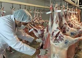 نظارت بهداشتی بر کشتار ۸۲۰۰ راس دام سبک و سنگین در کشتارگاه دام شهرستان نایین