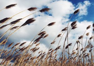 باران و برف مهمان اصفهان می شود