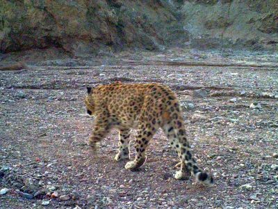 ثبت حضور پلنگ در پناهگاه حیات وحش عباس آباد اصفهان