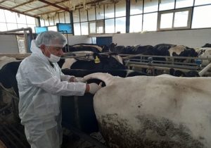 انجام بیش از ۱۰۰ هزار مورد تست تشخیصی بیماری های سل، بروسلوز و مشمشه در شهرستان اصفهان