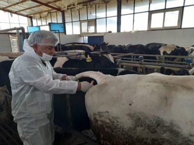 انجام بیش از ۱۰۰ هزار مورد تست تشخیصی بیماری های سل، بروسلوز و مشمشه در شهرستان اصفهان