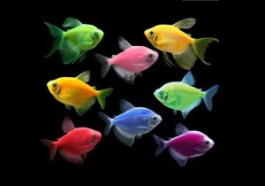 تولید ۸۰ میلیون قطعه ماهی زینتی در استان اصفهان