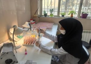 حذف ۲۷۸ راس گاو مبتلا به بروسلوز از دامداری های شهرستان اصفهان