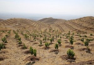 کلیپ| آخرین وضعیت طرح کاشت بیست میلیون نهال در اصفهان