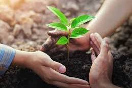 کاشت ۳۵ هزار اصله درخت در استان اصفهان آغاز شد