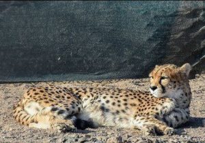 اقدامات و برنامه های سازمان حفاظت محیط زیست برای حفاظت از ذخایر ژنتیکی حیات وحش