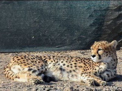 اقدامات و برنامه های سازمان حفاظت محیط زیست برای حفاظت از ذخایر ژنتیکی حیات وحش