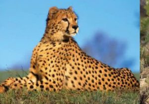 جریمه آسیب به حیات وحش ۳ برابر میشود