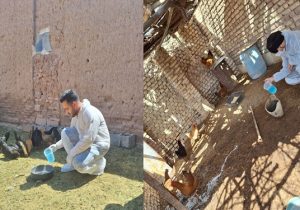 واکسیناسیون ۱۰ هزار قطعه طیور روستایی علیه بیماری نیوکاسل در شهرستان نائین