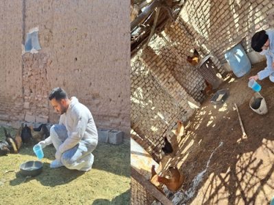 واکسیناسیون ۱۰ هزار قطعه طیور روستایی علیه بیماری نیوکاسل در شهرستان نائین