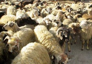 کشف ۴۰ راس دام سرقتی در عملیات پلیس مبارکه