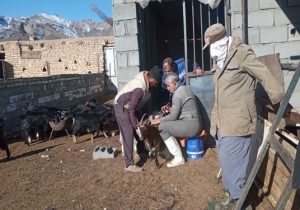 واکسیناسیون بیش از ۱۶ هزار رأس دام سبک و سنگین علیه بیماری تب مالت (بروسلوز)