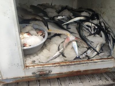 توقیف خودروی غیر مجاز حمل ماهی توسط شبکه دامپزشکی شهرستان شهرضا