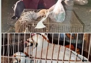 دستگیری متخلفین زنده گیری و فروش حیات وحش در شهرستان کاشان