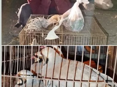 دستگیری متخلفین زنده گیری و فروش حیات وحش در شهرستان کاشان