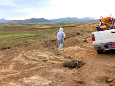 معدوم سازی تلفات رها شده توسط یک واحد مرغداری در شهرستان بویین میاندشت