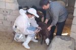 واکسیناسیون بیش از ۱۰۰ هزار راس دام سبک علیه بیماری ppr توسط شبکه شهرستان نجف آباد