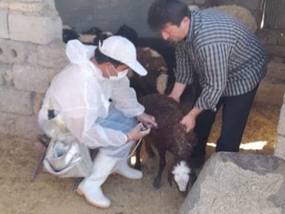 واکسیناسیون بیش از ۱۰۰ هزار راس دام سبک علیه بیماری ppr توسط شبکه شهرستان نجف آباد