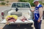 کشف و معدوم سازی ۳۲ کیلوگرم گوشت قرمز فاسد و غیر بهداشتی