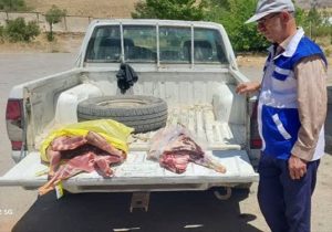 کشف و معدوم سازی ۳۲ کیلوگرم گوشت قرمز فاسد و غیر بهداشتی