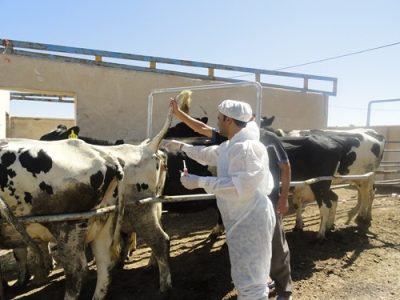 پاک بودن دام های تحت پوشش پایش سرمی بروسلوز در گاوداری های صنعتی شهرستان لنجان